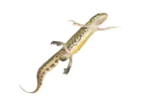 Nationaal: Palmate Newt