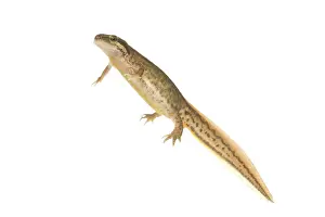 Nationaal: Palmate Newt