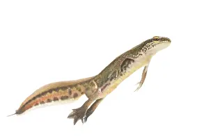 Nationaal: Palmate Newt