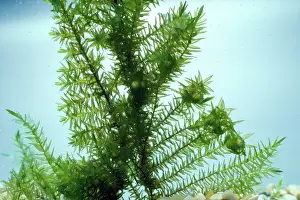 Emma Coghlan: Palmate NEWT - eggs