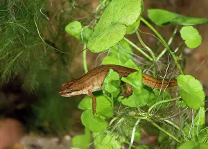 Ursula Curth: PALMATE NEWT IN LEAVES