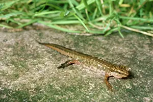 Pat Morris: Palmate Newt - male