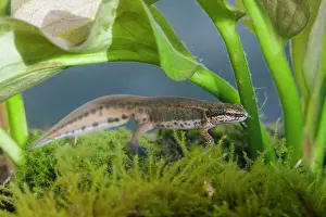 Photographed: Palmate Newt - Single adult male photographed underwater