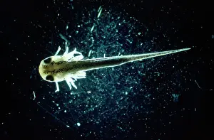 Emma Coghlan: Palmate Newt - tadpole