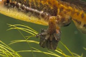 Salamander: Palmate Newt (Triturus helveticus) showing webb