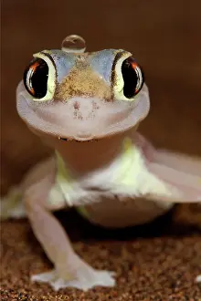 Palmatogecko: Palmato Gecko