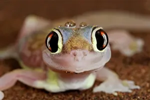 Palmatogecko: Palmato Gecko - close up of the head with water droplets