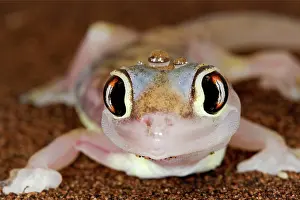 Palmatogecko: Palmato Gecko - close up of the head with water droplets