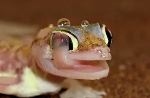 Palmatogecko: Palmato Gecko - Close up whilst licking moisture