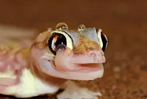 Palmatogecko: Palmato Gecko - Close up whilst licking moisture