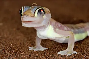 Palmatogecko: Palmato Gecko - licking its eye