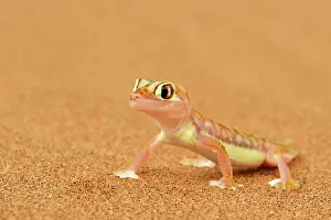 Swakopmund: Palmato gecko, Namib desert near Swakopmund, Namibia