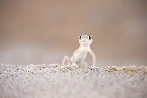 Gecko: Palmato Gecko (Palmatogecko rangei) licking wat