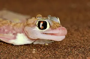 Palmatogecko: Palmato Gecko - tongue protruding to lick water droplets