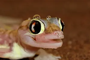 Palmatogecko: Palmato Gecko - tongue protruding to lick water droplets