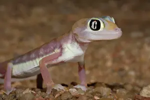 Palmatogecko: Palmato Gecko / Web-footed Gecko