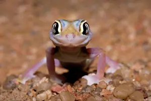 Palmatogecko: Palmato Gecko / Web-footed Gecko - frontal portrait