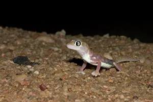 Belt: Palmato Gecko / Web-footed Gecko - at night in