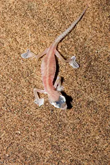 Palmatogecko: Palmato Gecko / Web-footed Gecko - seen from above