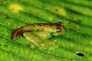 Lifecycles: Palmer's Tree Frog, stage between tadpole and frog
