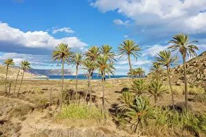 Palms: Palms at the beach El Playazo. Aerial view. Drone