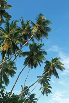 Palms: Palms in blue sky. Sri Lanka