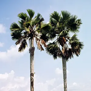 Cameroon: Palmyra Palm