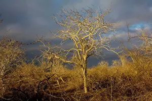 Graveolens: Palo Santo forest