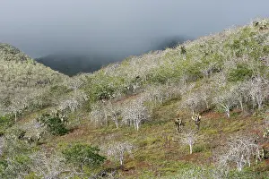 Graveolens: Palo Santo tree