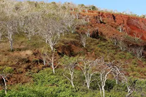 Graveolens: Palo Santo tree