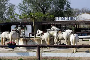 Trough: Palomino Camargue Boumian Horses - at central drinking