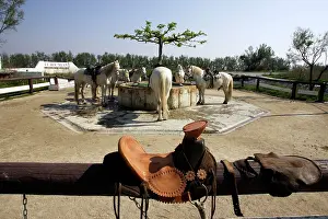 Saddles: Palomino Camargue Boumian Horses - at central drinking