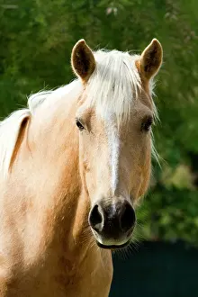 Palomino: Palomino Horse