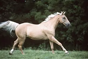 Cantering: PALOMINO HORSE - cantering