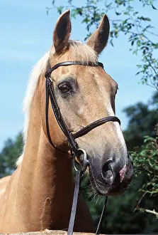 Equipment: PALOMINO HORSE - close-up of head wearing bridle