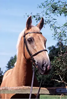 Equipment: PALOMINO HORSE - HEAD IN BRIDLE