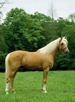 Bridles: Palomino Horse - Pony in meadow