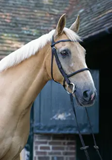 Bridles: Palomino Horse - At stables