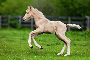 Dynamic: Palomino Morgan horse foal galloping, green meadow
