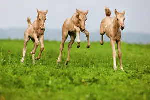 Race: Palomino Morgan horse foals galloping, green meadow