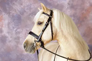 Bridles: Palomino PONY