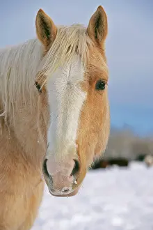 Quarterhorse: Palomino Quarterhorse in winter, Head closeup
