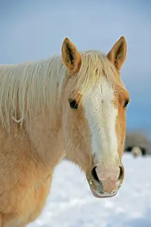 Quarterhorse: Palomino Quarterhorse in winter, Head portrait close-up
