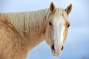 Quarterhorse: Palomino Quarterhorse in winter, portrait