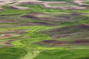 Butte: Palouse Wheat Farming, WA