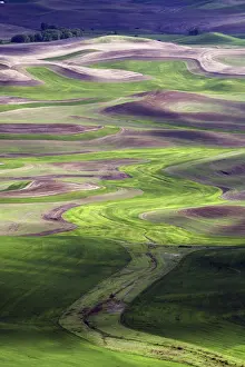 Butte: Palouse Wheat Farming, WA