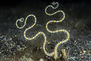 Sinuosity: Palpits of a worm of the family Spionidae, in the