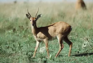 Pampa: Pampa DEER