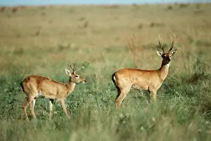 Pampa: PAMPA DEER - x two