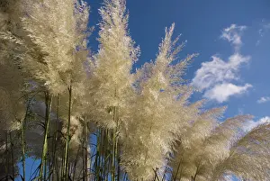 Cortaderia: Pampas grass